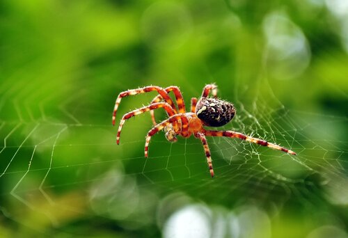 Оскільки Мультисайт WordPress - це своя, нехай і невелика, мережа блогів, так би мовити, павутина з головним блогом-павуком посередині, ось фотографія маленького павучка, який сидить на павутині