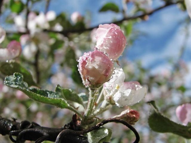 20 березня, як вважається, починається астрономічна весна